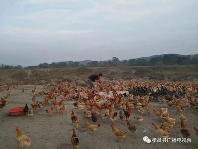 产业“造血”壮大集体经济，孝昌某村家禽销售让村民端上“金饭碗”