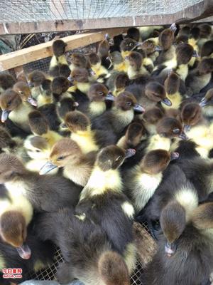 荣昌黑番鸭苗及会飞家禽销售信息指南