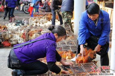 江西遂川禽流感冲击 家禽销售锐减，养殖户面临严峻考验