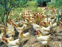 张家港北半球食品 家禽批发领域的优质之选