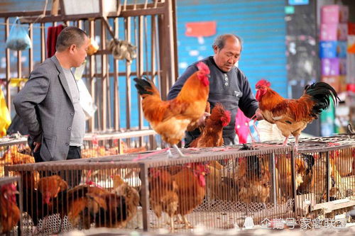 禁止活禽销售 被误解的公共卫生政策