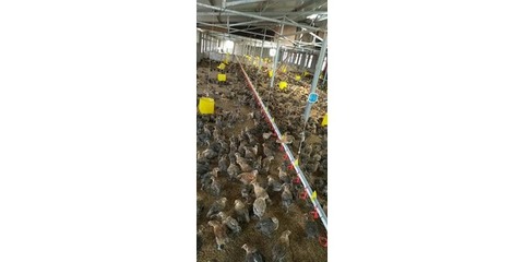 芜湖市家禽销售指南 如何选择可靠的家禽供应商