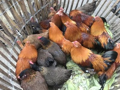 奇遇丨城市最鲜活的灵魂，都藏在了这个市场里的家禽销售