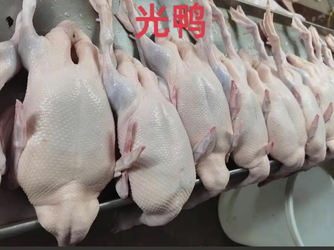 家禽生鲜销售配送 专注清远本地黑鬃鹅的优质服务