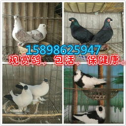 江陵县元宝鸽生长速度与家禽销售前景
