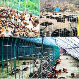 本地鸡养殖与家禽销售全攻略 从源头到餐桌的品质之旅