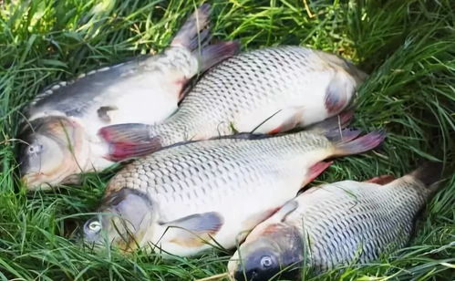 家禽销售的真相 这些洗菜误区让美味变隐患