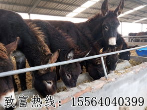 宜春春节前夕牛羊家禽市场行情速览 供需两旺，价格稳中有升