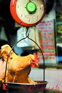 广东首例H7N9患者的36名密切接触者即将解除观察，家禽销售逐步恢复